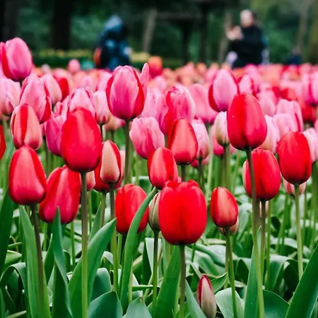 Tatil parkı Marinapark Residentie Bloemendaal